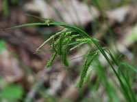 Drooping Sedge